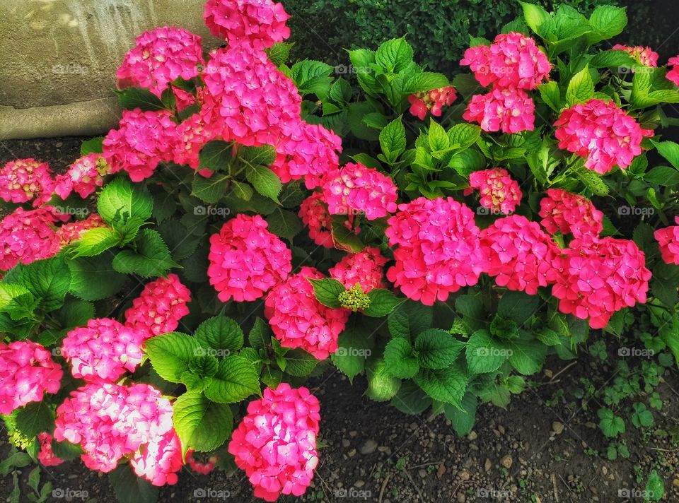 Beautiful flower,summer,my garden