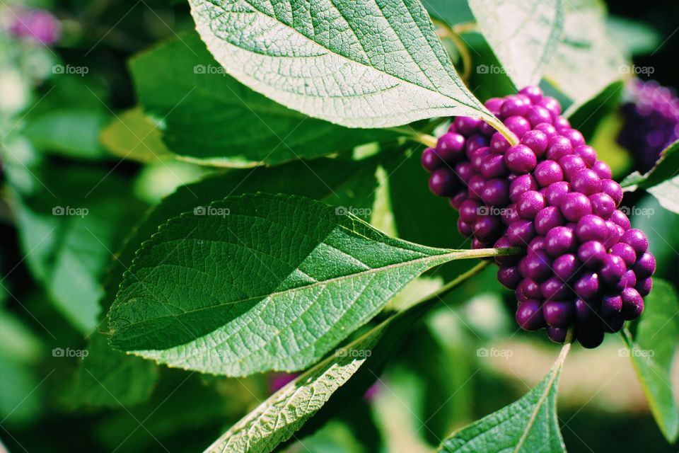 Leaf, Nature, Flora, Summer, Closeup