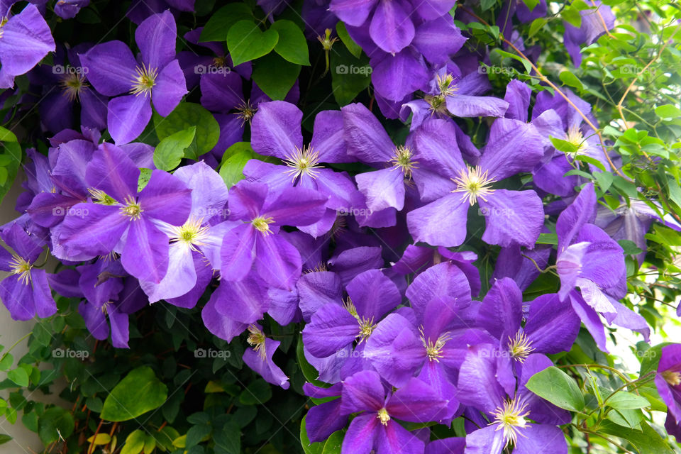 Purple flowers . Pic taken in Amsterdam (July, 2015)
