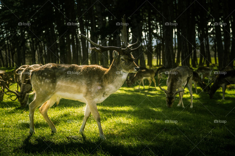 A beautiful deer in the park. Richmond park in London. Sweet animal portrait.