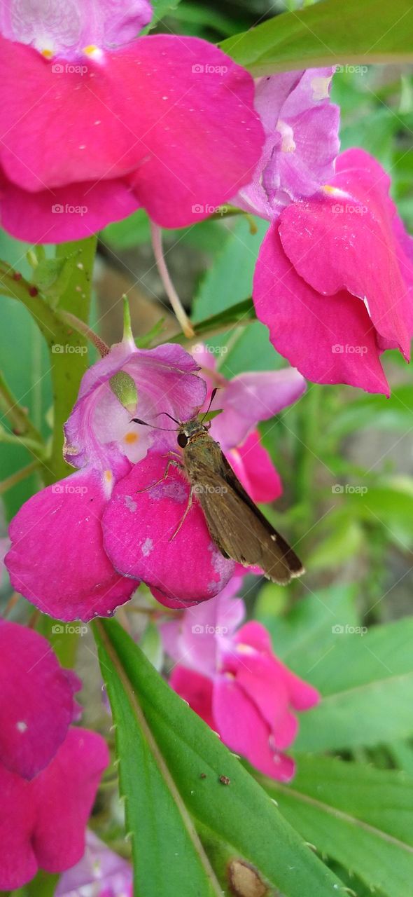 This little butterfly between the petals is sucking nectar