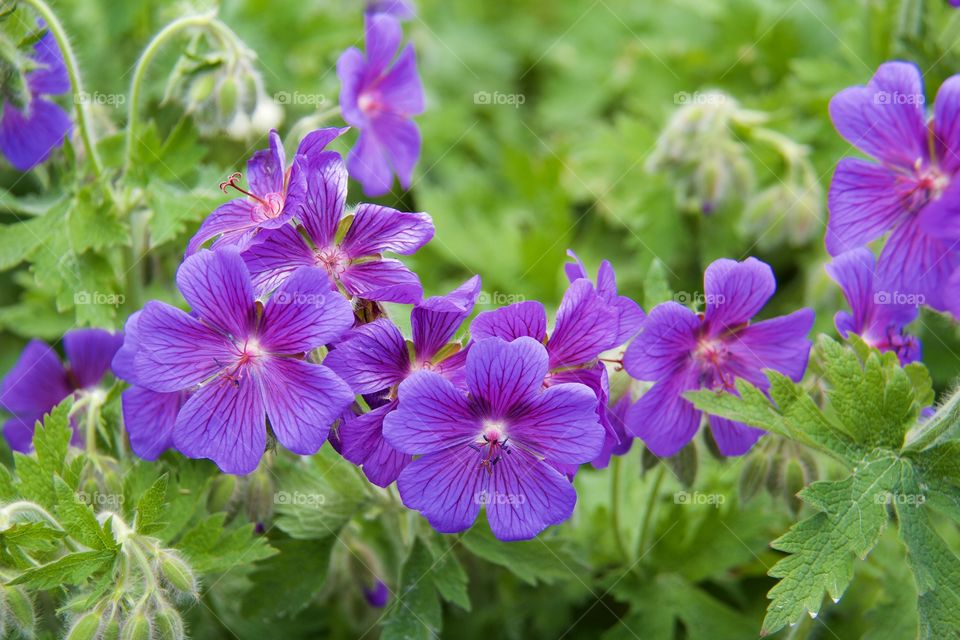 Midsummer flowers (geranium sylvaticum . Midsummer flowers (geranium sylvaticum 