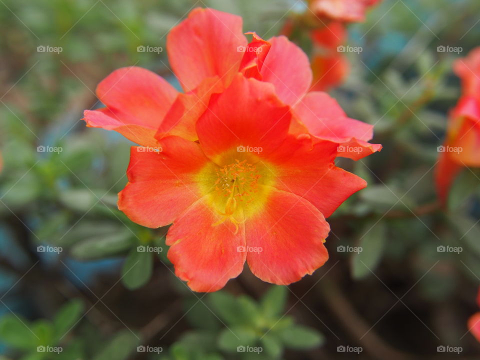 Orange verdolaga flower