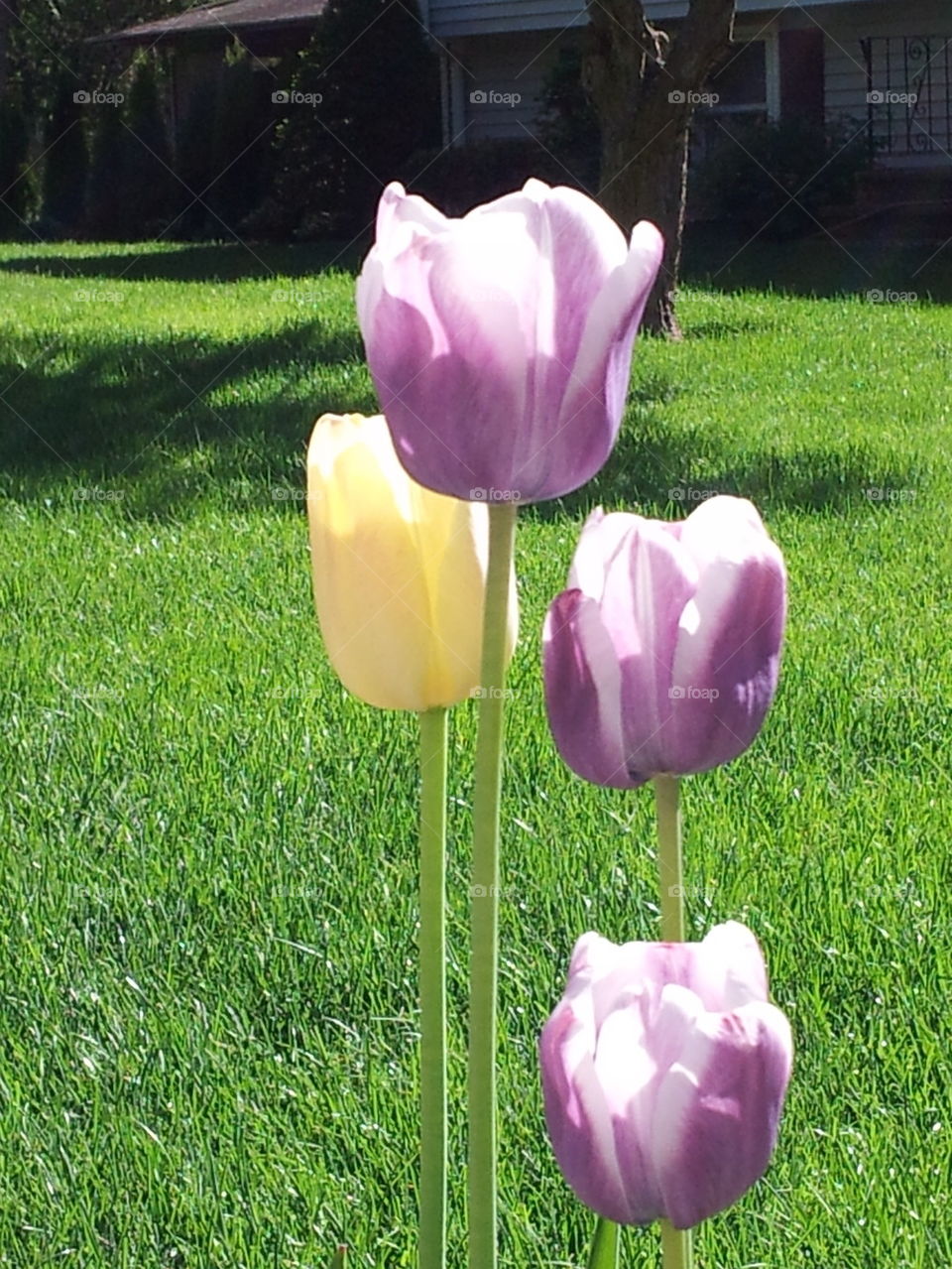 tulips