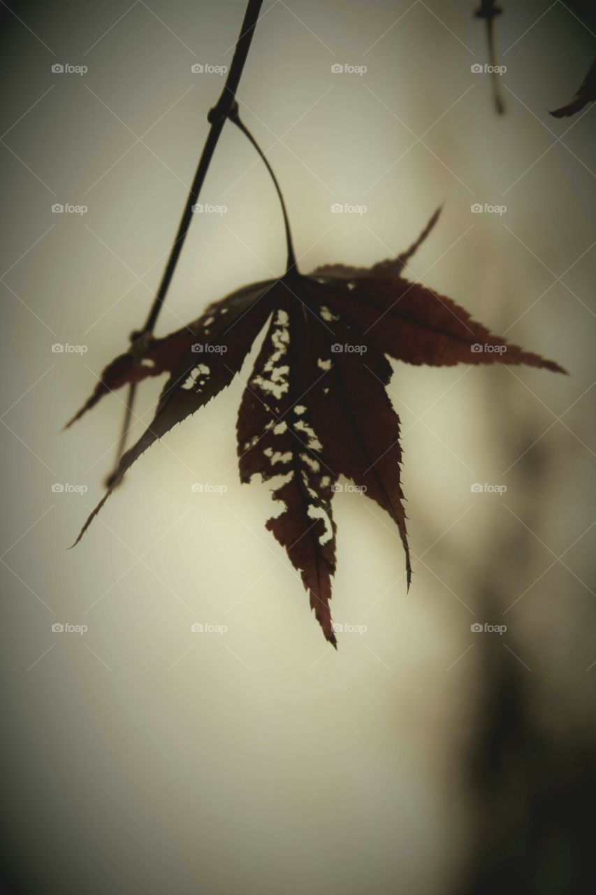 lone autumn leaf.