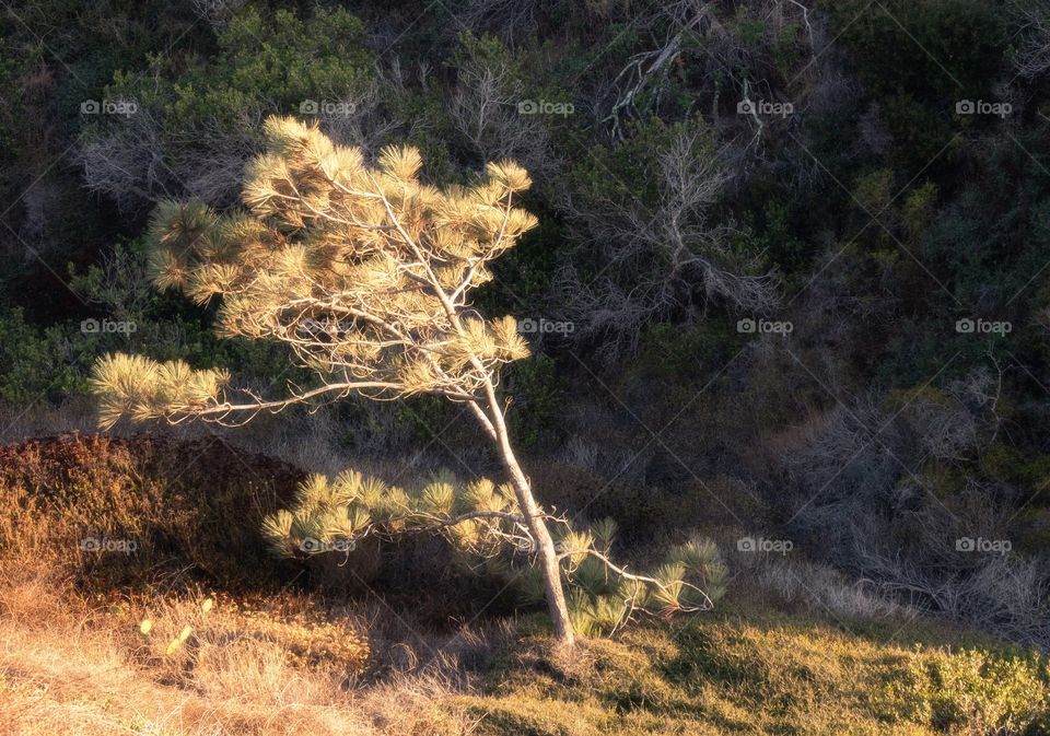 A windswept tree bathed in golden light from sunset near Torrey Pines, San Diego CA.