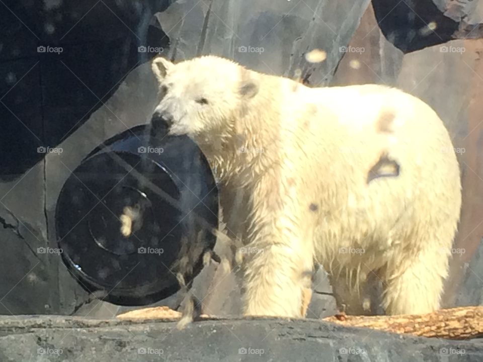 Polar bear at the zoo