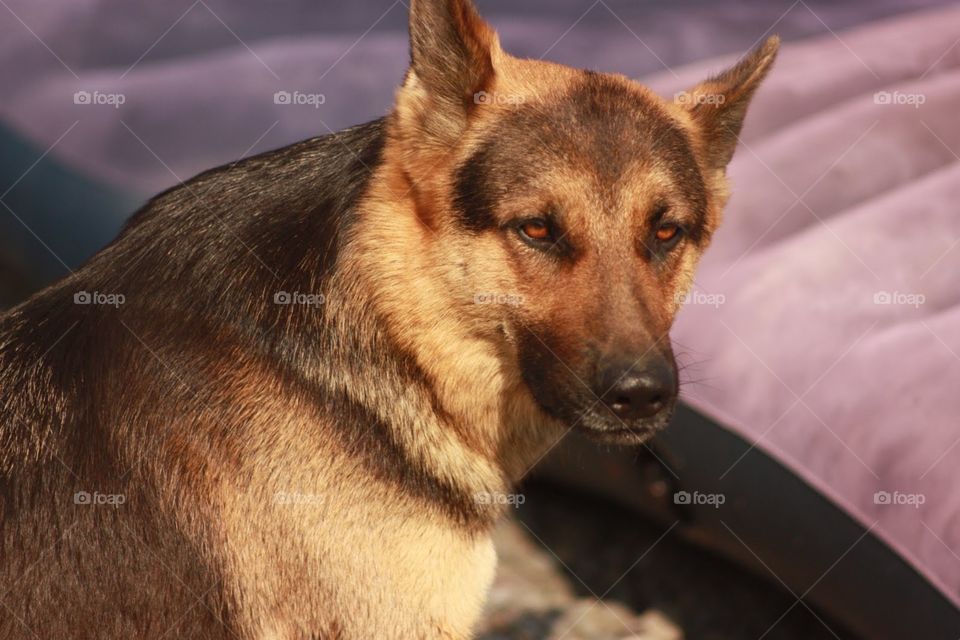 Mammal, Dog, Portrait, Canine, Cute