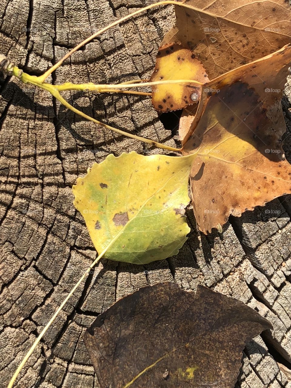 Lovely autum leaves and twig