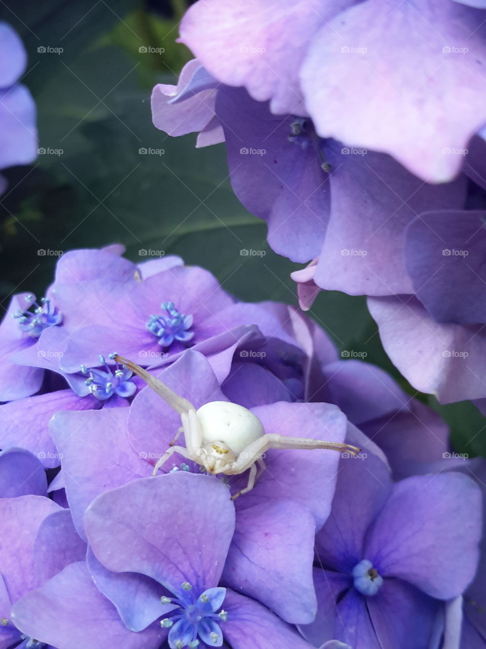 White spider on the flowers.