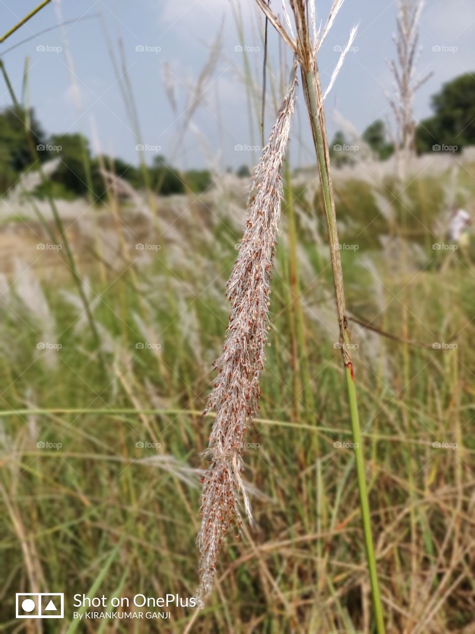 wheat growth