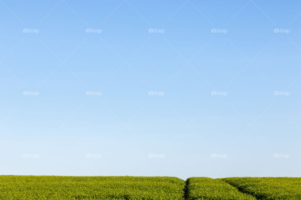 two tracks left by a tractor in a green field on a sunny day with a clear blue sky