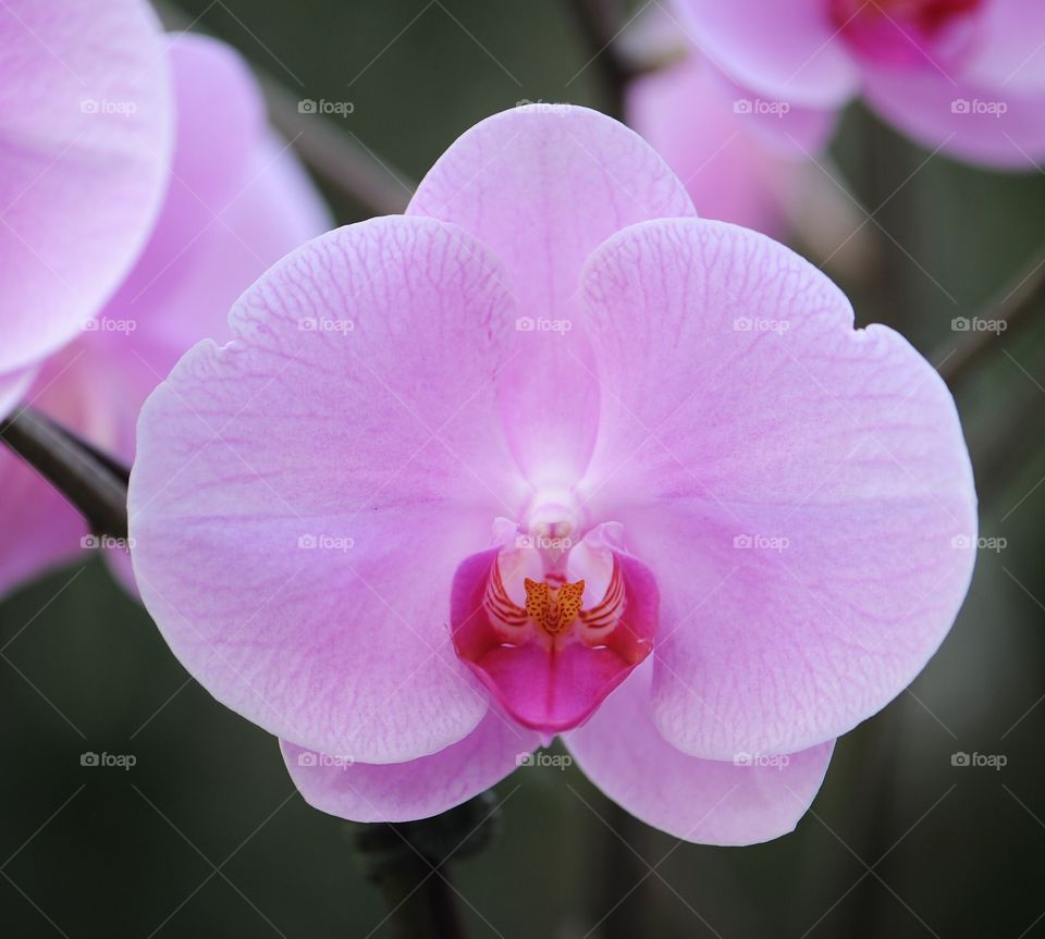 Single orchid 