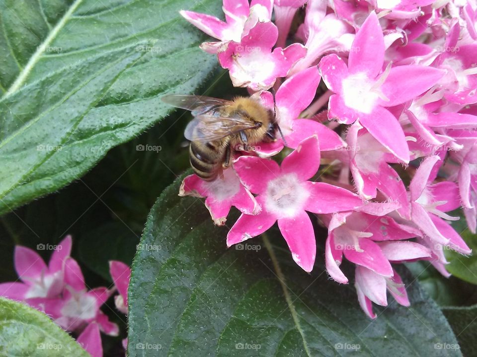 honey bee with pink flowers