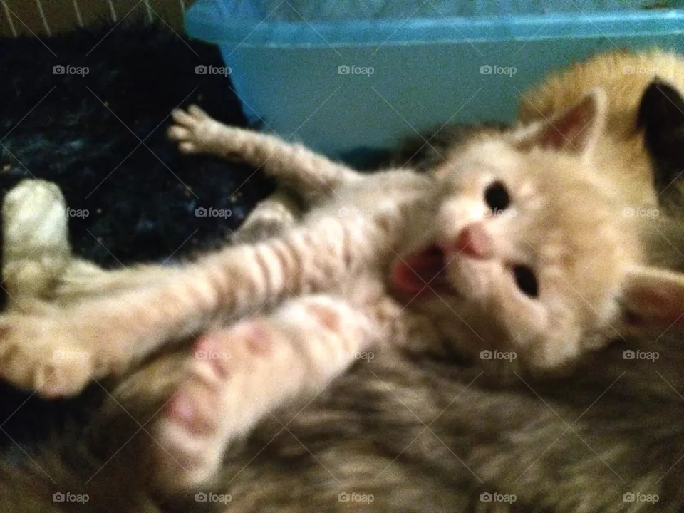 Yawn