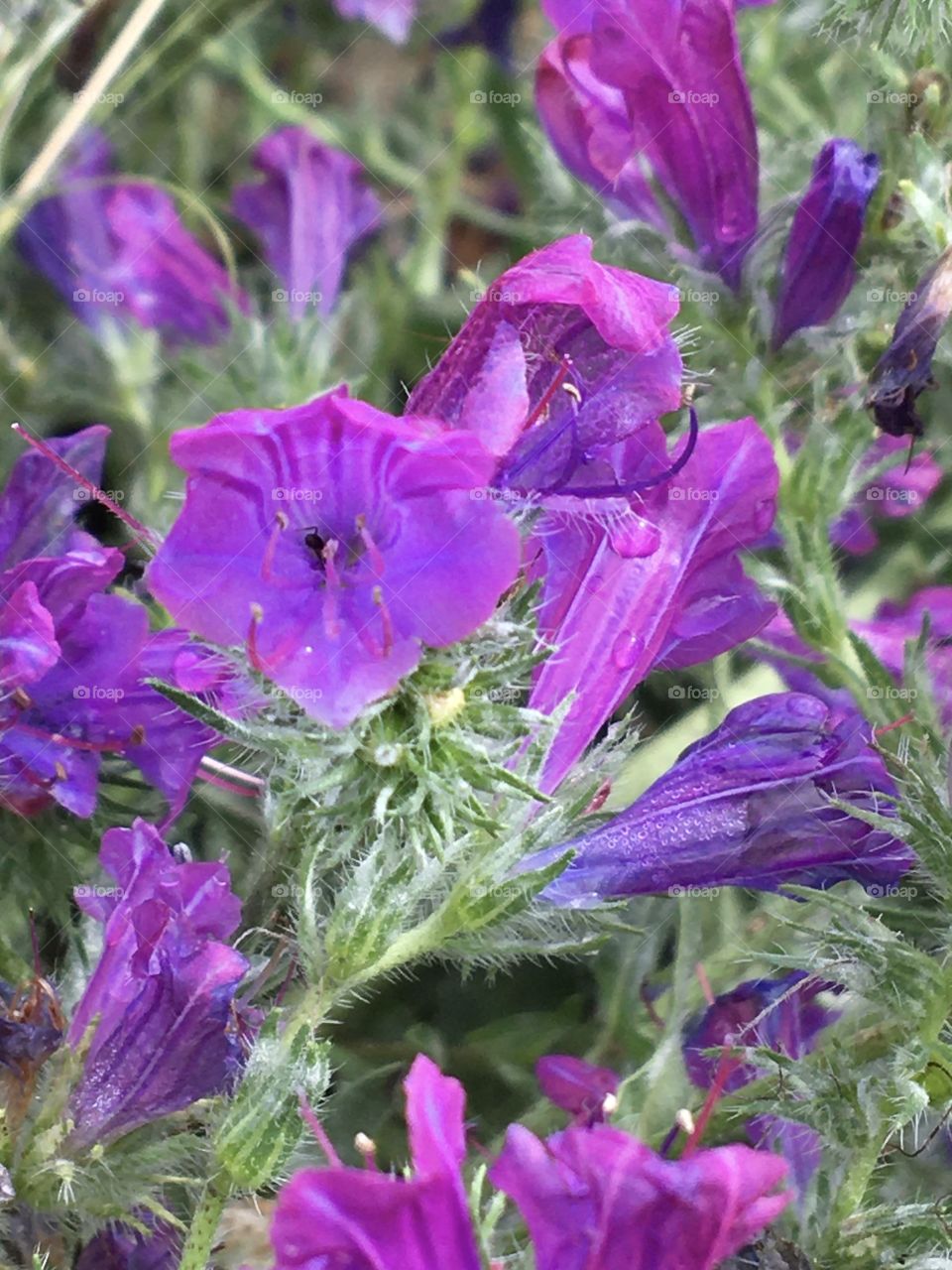 Wild lilac flowers in sun after the rain