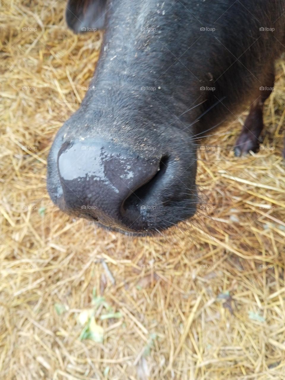 black color buffalo nose and mouth