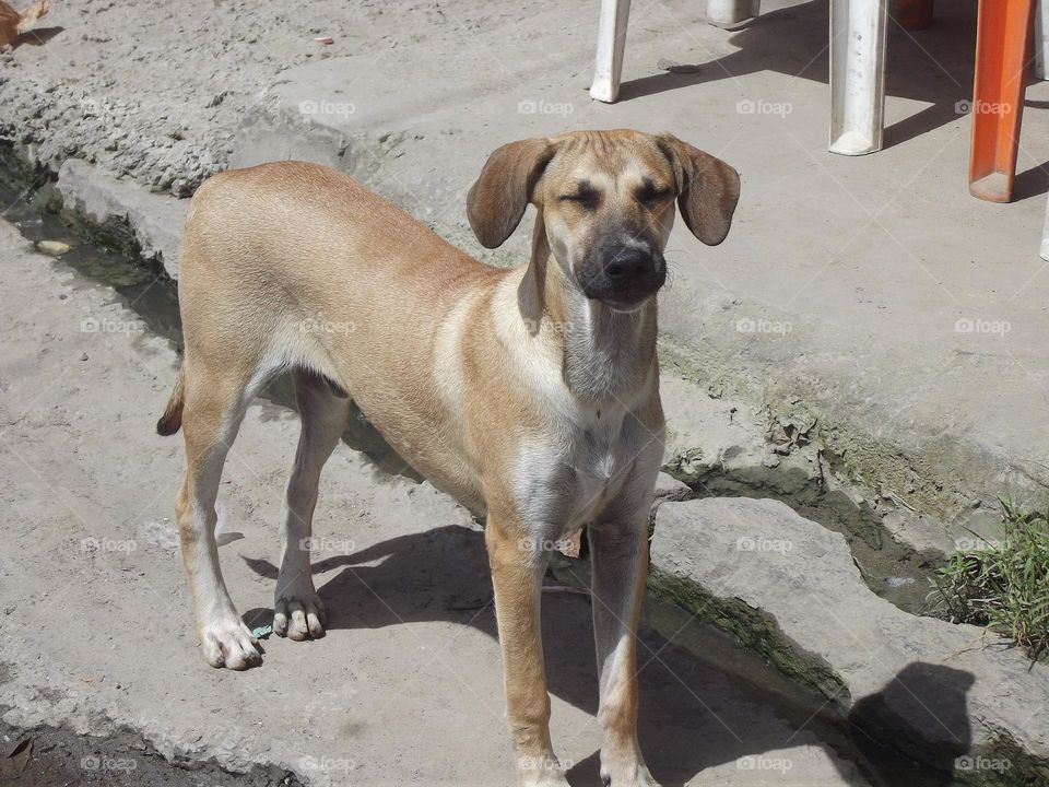 dog on the street