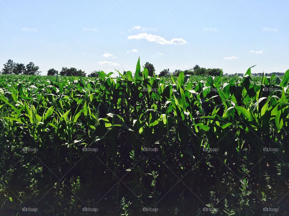 Tall corn crops 