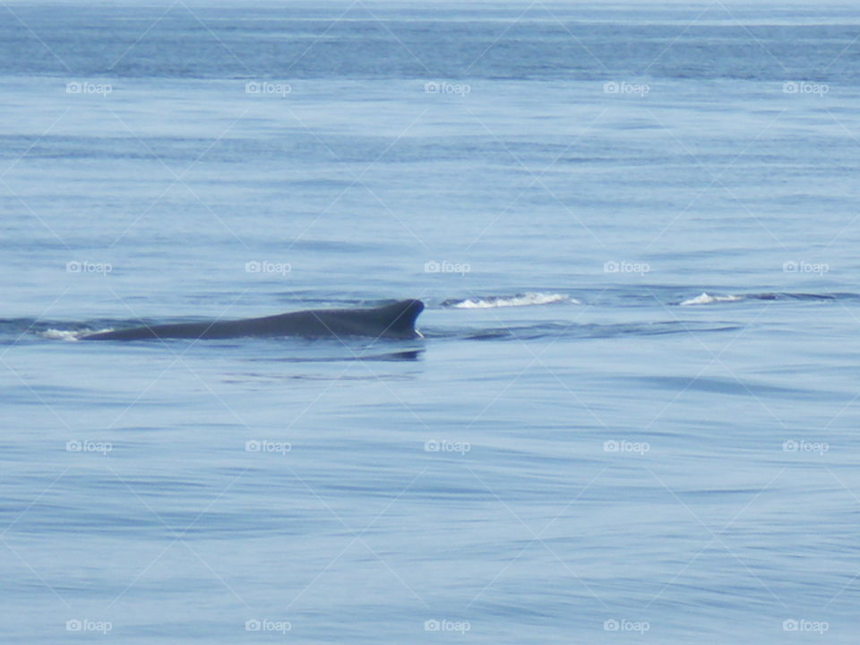 Tadoussac