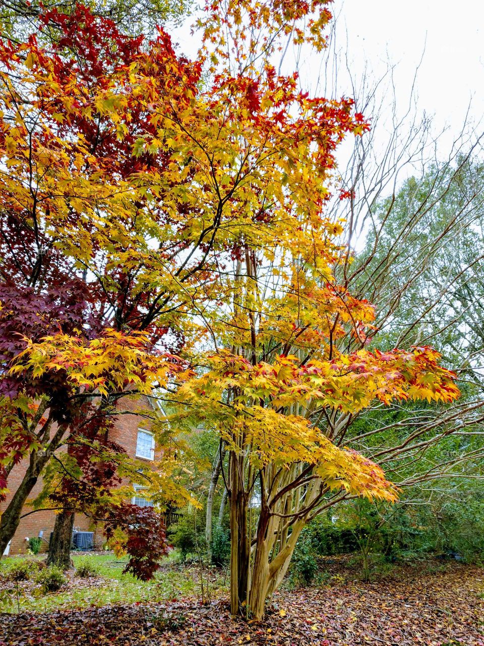 Fall, Leaf, Tree, Season, Nature