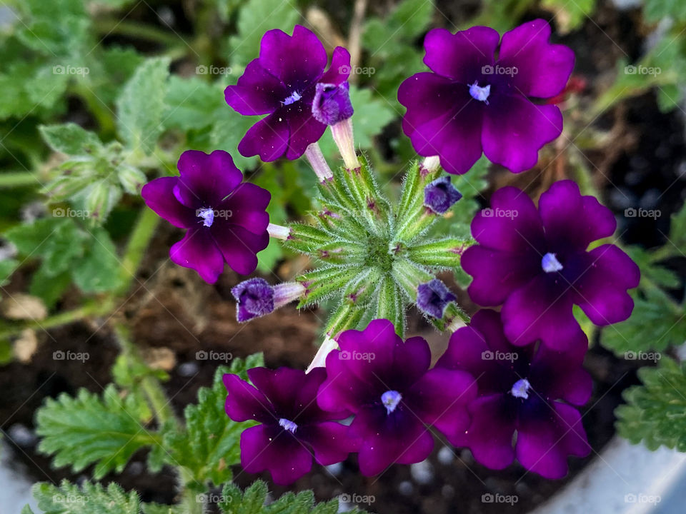 Purple flower