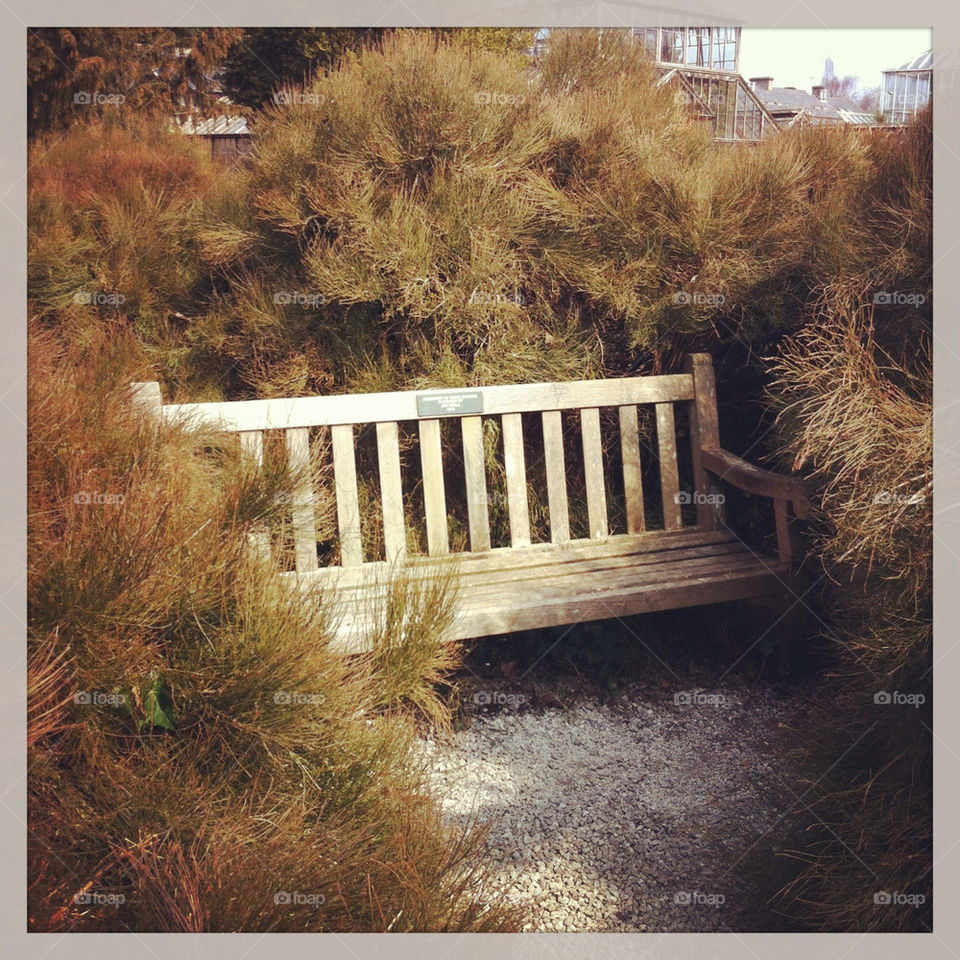Hidden bench. Cambridge botanic garden