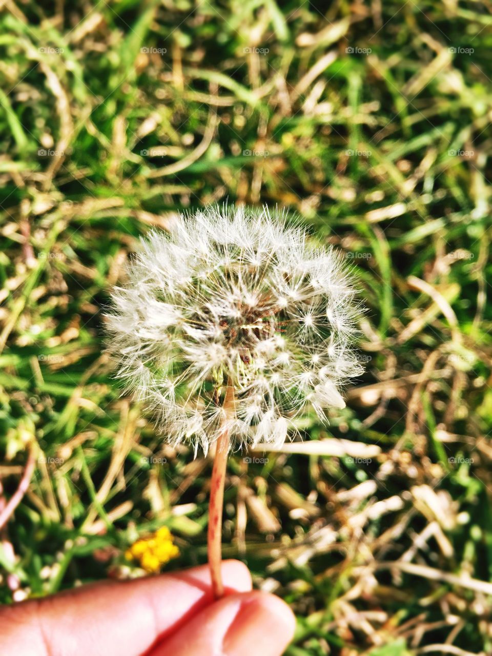Dandelion. Make a wish 🌻