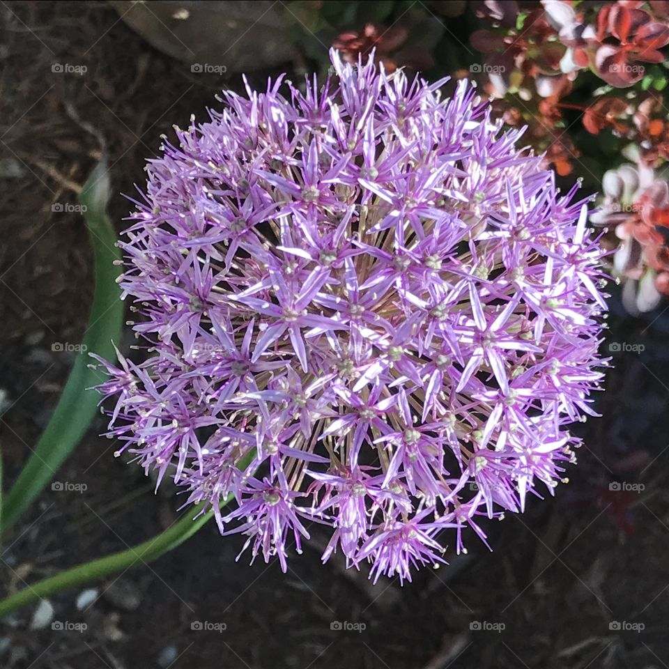 Allium