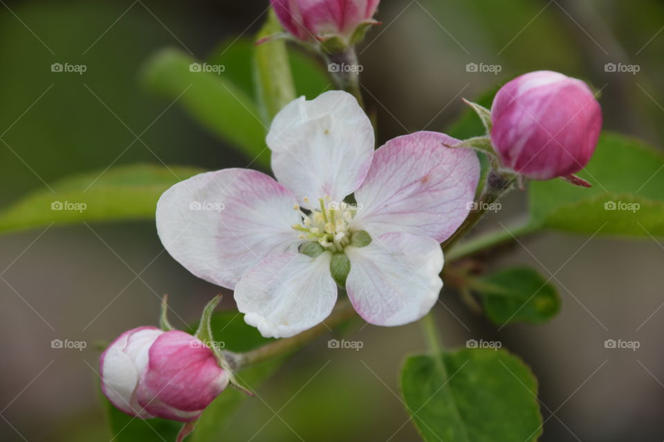 Apple blossom with buds and leaves