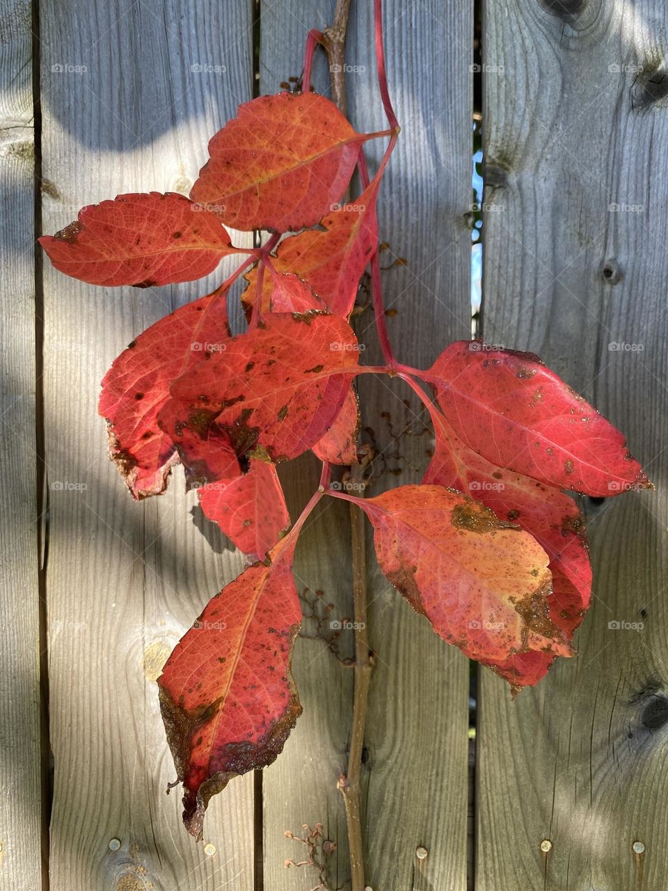 Red leaves