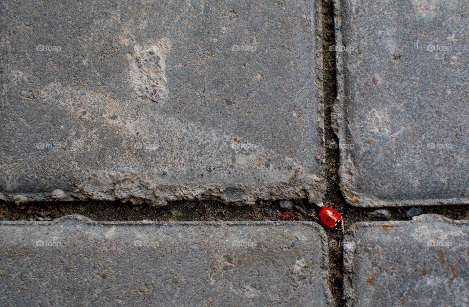 Little ladybug on a road