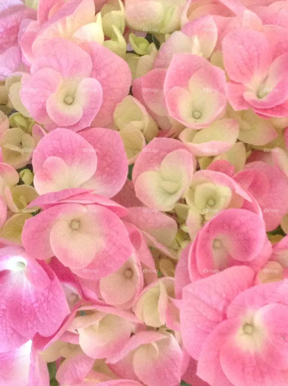 Blooming pink Hydrangea this Spring.