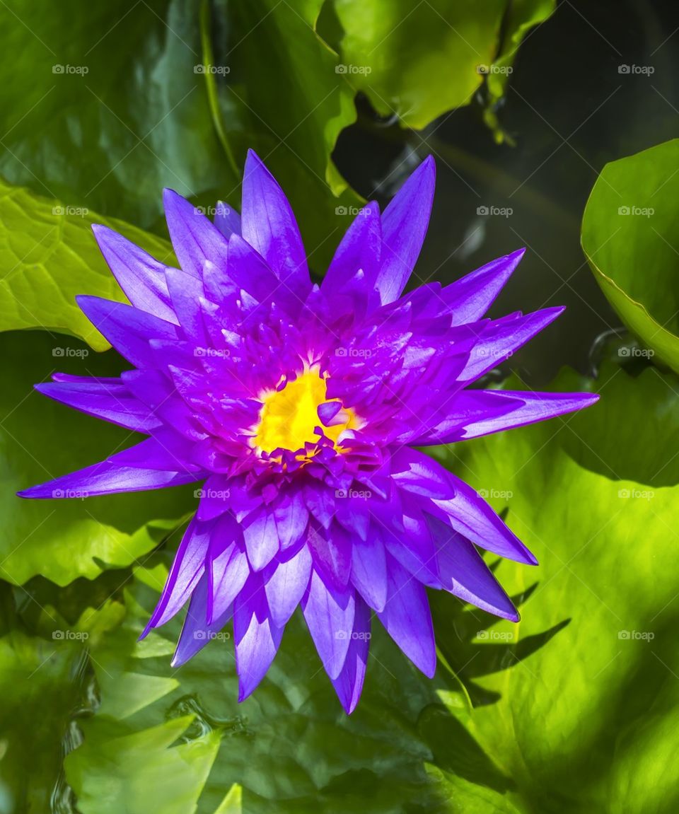Beautiful magenta lotus flower