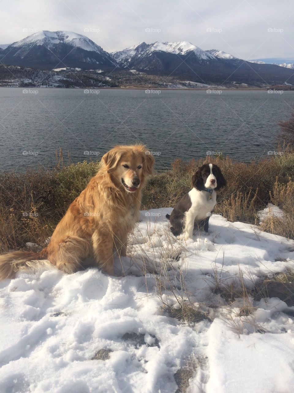 Two dogs at a mountain lake