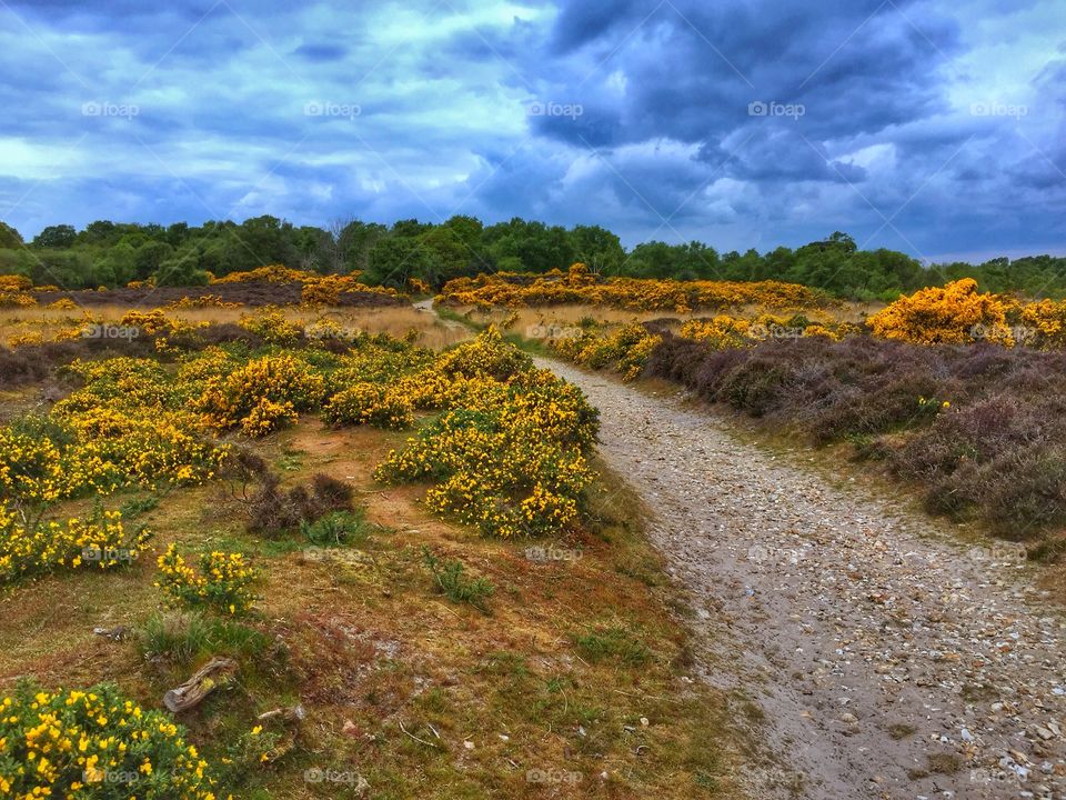 A Woodland Walk Through The Heath