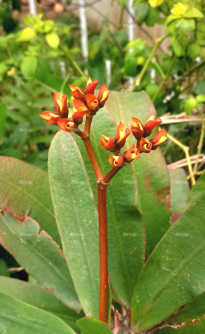 Christusdorn (Euphorbia milii var. milii)