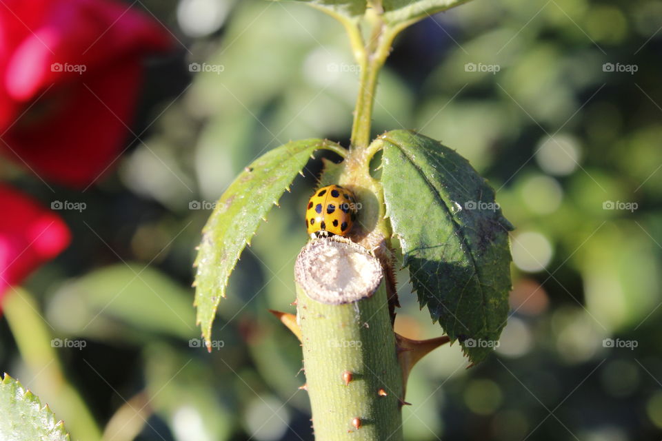 green ladybird