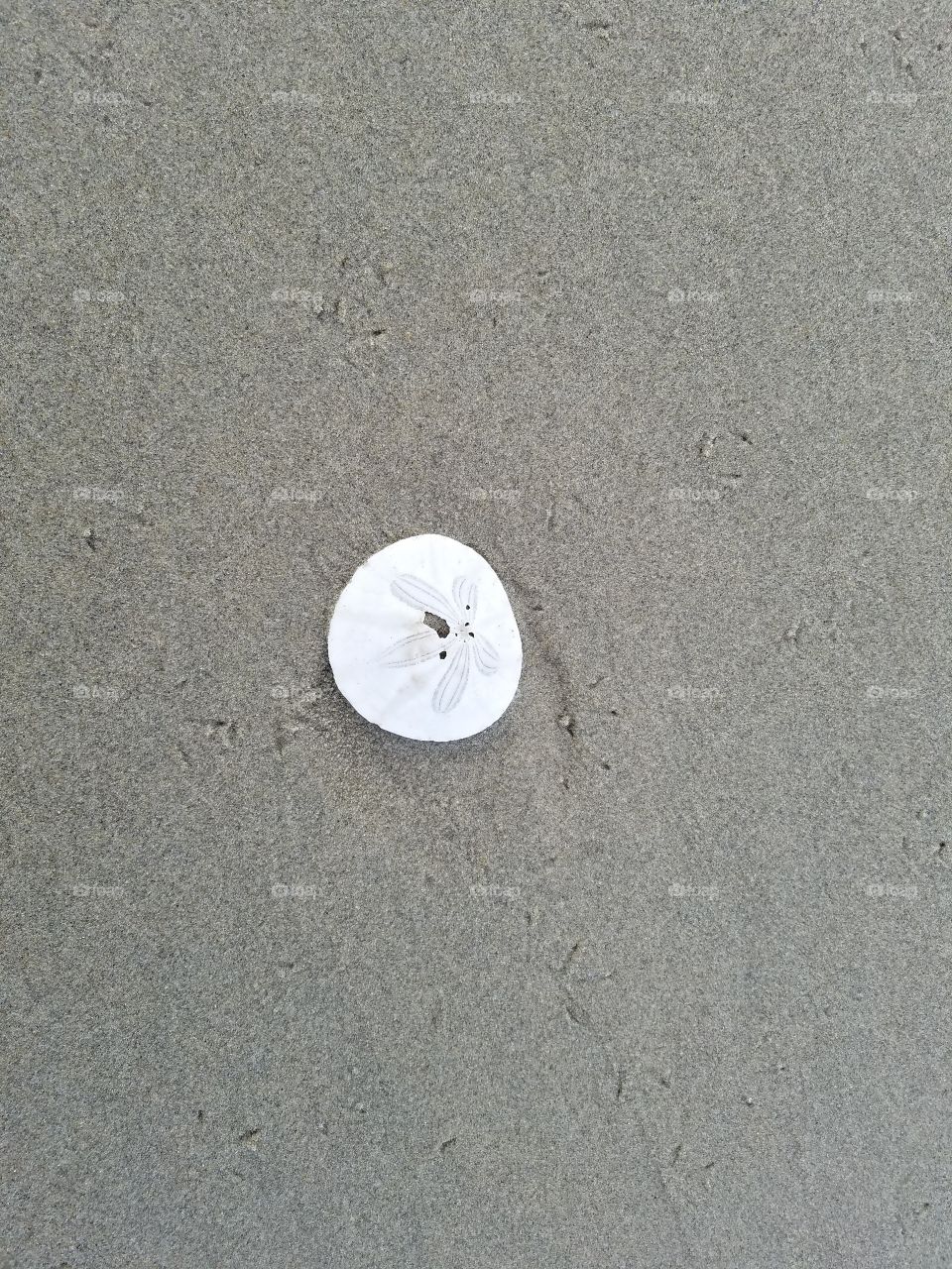 Sand dollar