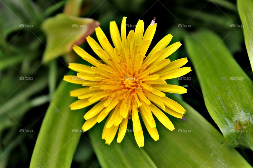 Dandelion