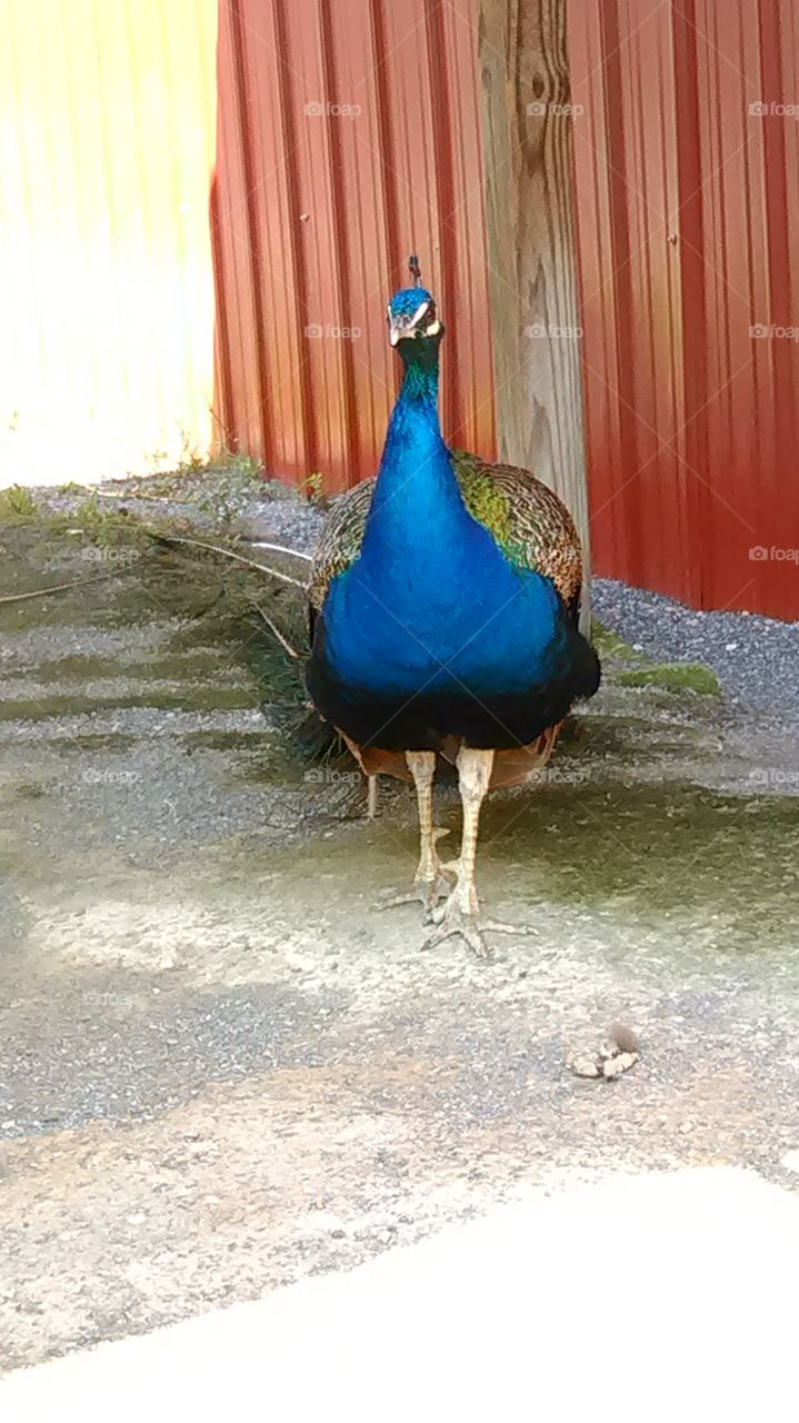 a proud peacock