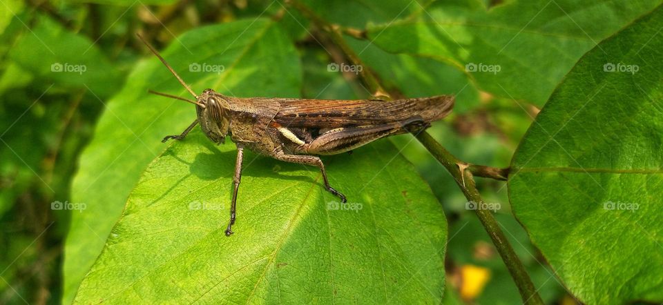 Rice locusts are a group of insects that belong to the suborder Caelifera