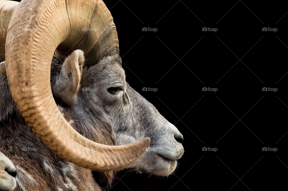 Bighorn Sheep close up 