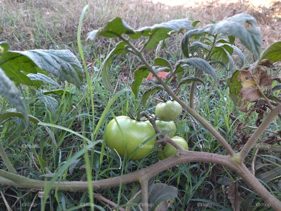 Tomato in the garden