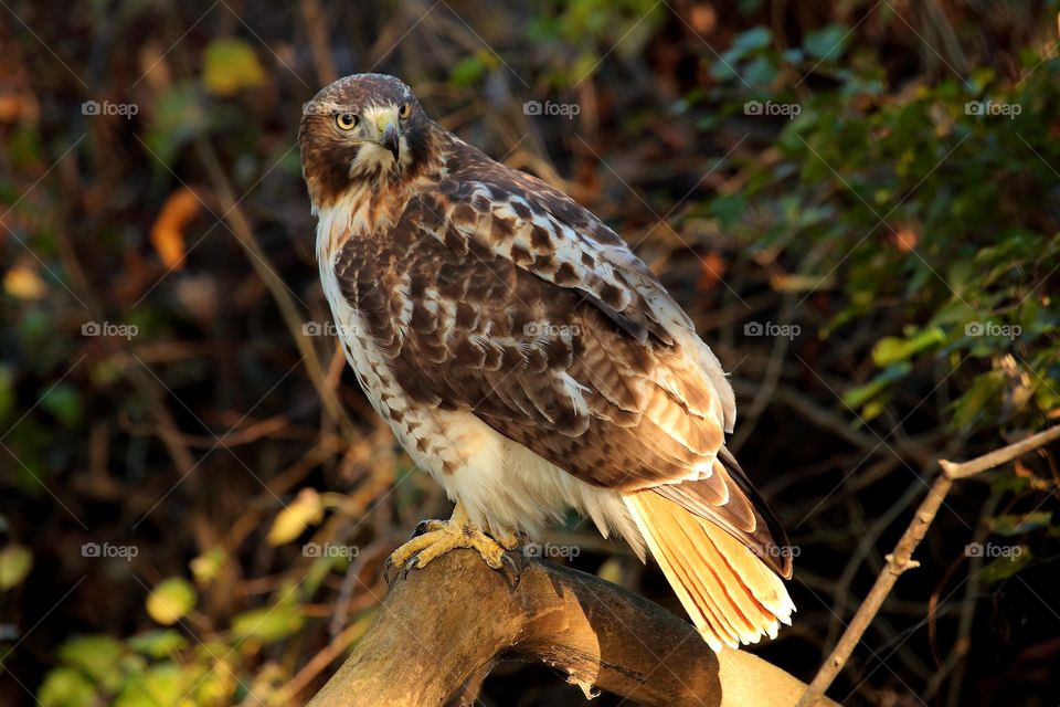 red-tailed hawk