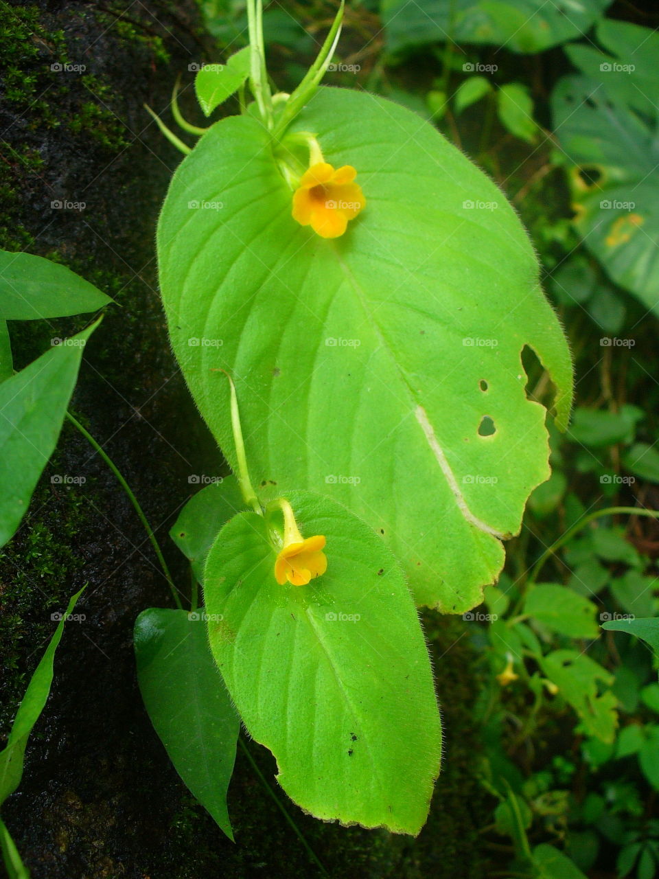 No Person, Leaf, Nature, Flower, Garden