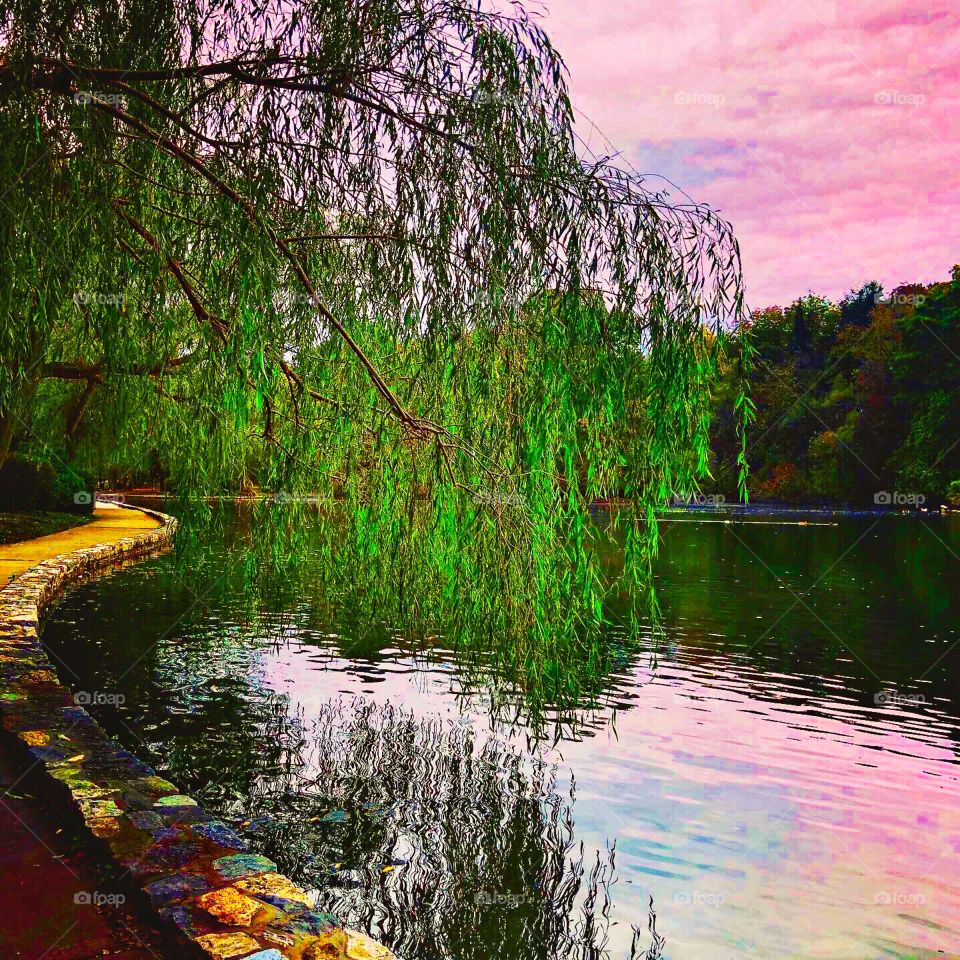 Willow tree dramatic sky reflecting in water 