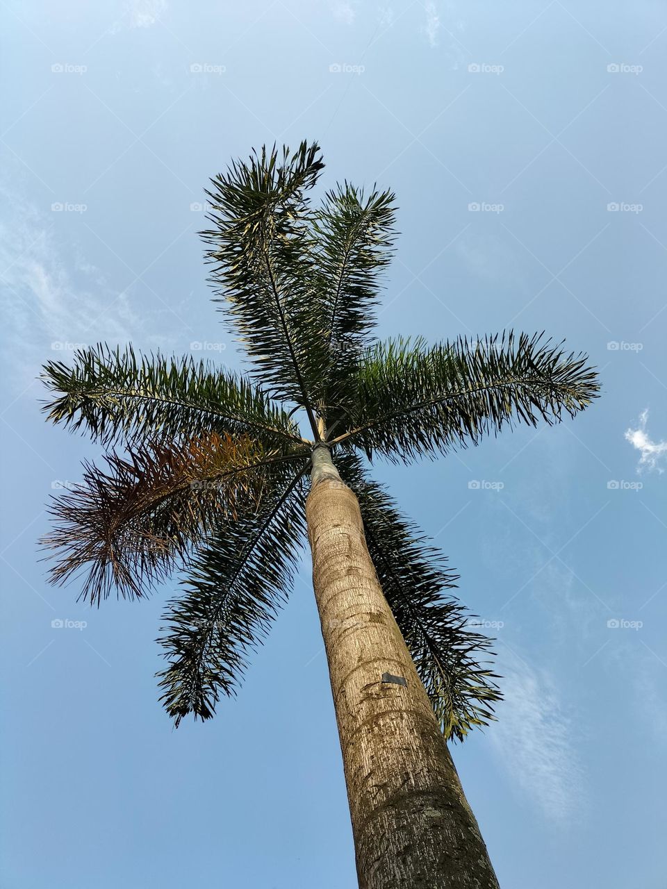 tall palm tree