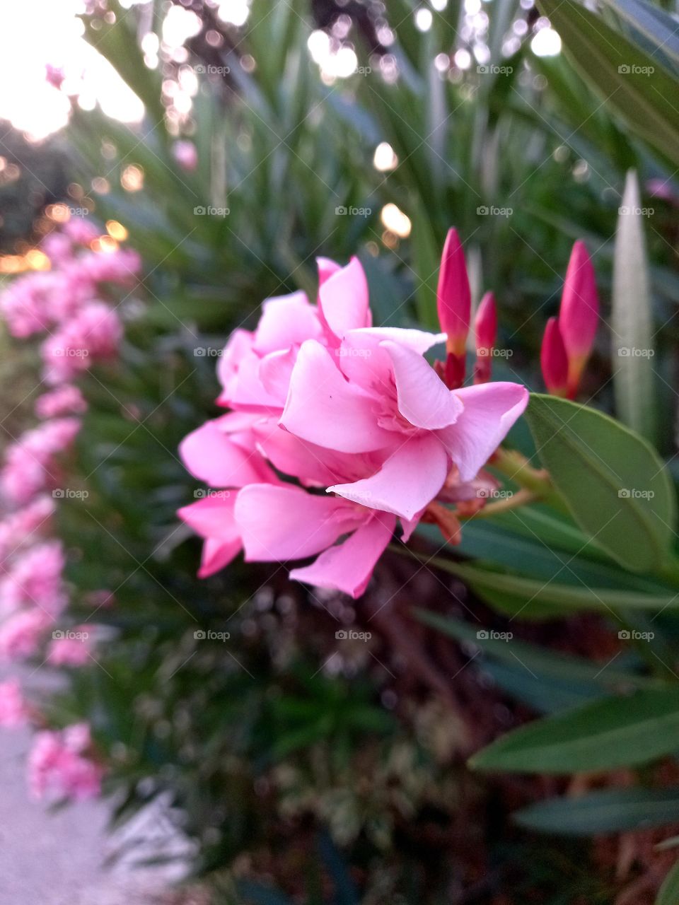 pink flowers