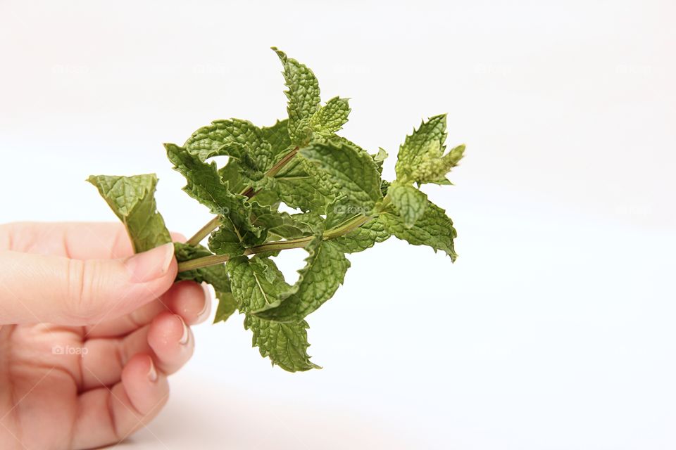 Mint in the hand